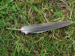 Columba palumbus palumbus