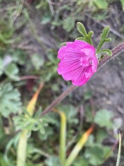 Sidalcea malviflora malviflora