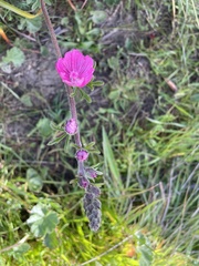 Sidalcea malviflora malviflora