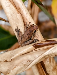 Osteopilus septentrionalis