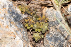 Anacampseros subnuda