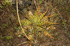 Aloe greatheadii