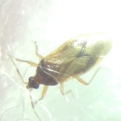 Amphiareus obscuriceps