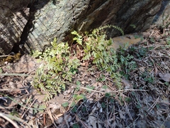Asplenium cuneifolium