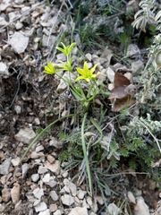 Gagea bohemica