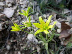 Gagea bohemica