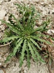 Erysimum callicarpum