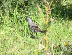 Diuca diuca chiloensis