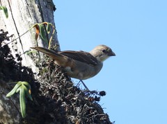 Diuca diuca chiloensis