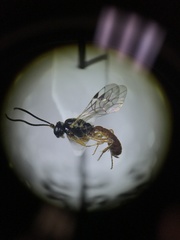 Tryphoninae