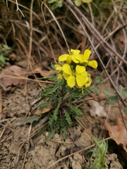 Erysimum callicarpum