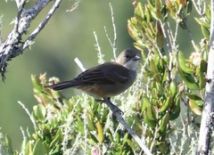 Diuca diuca chiloensis