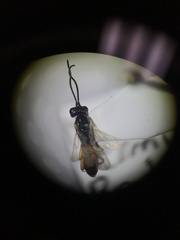 Tryphoninae