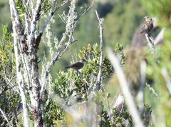 Diuca diuca chiloensis