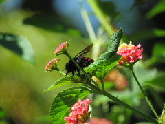 Xylocopa frontalis