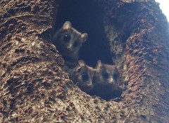 Dromiciops gliroides