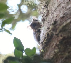 Dromiciops gliroides