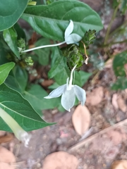 Ecbolium ligustrinum