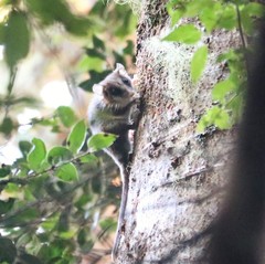 Dromiciops gliroides