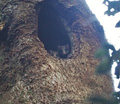 Dromiciops gliroides