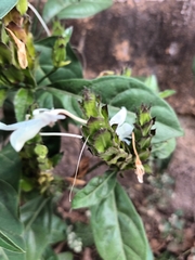 Ecbolium ligustrinum