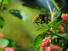 Xylocopa frontalis