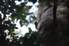 Dromiciops gliroides