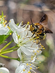 Stratiomys hulli