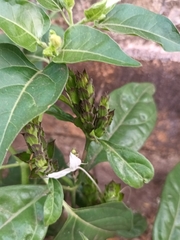 Ecbolium ligustrinum