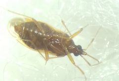 Amphiareus obscuriceps