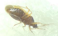Amphiareus obscuriceps
