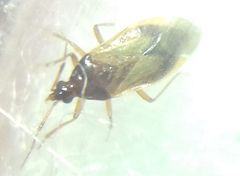 Amphiareus obscuriceps