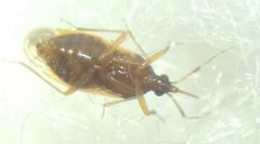 Amphiareus obscuriceps