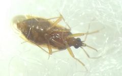 Amphiareus obscuriceps