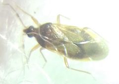 Amphiareus obscuriceps