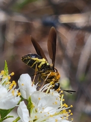 Stratiomys hulli