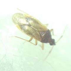 Amphiareus obscuriceps