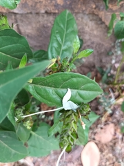 Ecbolium ligustrinum