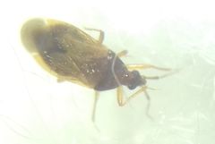 Amphiareus obscuriceps