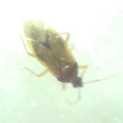 Amphiareus obscuriceps