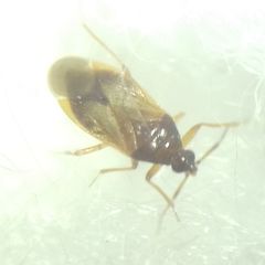 Amphiareus obscuriceps