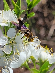 Stratiomys hulli