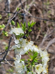 Stratiomys hulli