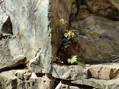 Asplenium cuneifolium