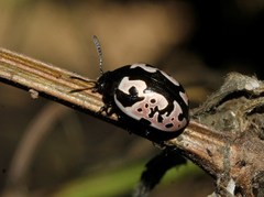 Calligrapha ancoralis