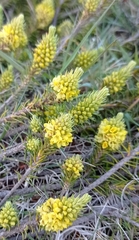 Thymelaea coridifolia