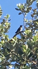 Trochilidae