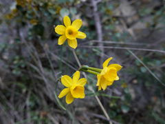 Narcissus assoanus