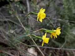 Narcissus assoanus