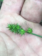 Carex sparganioides